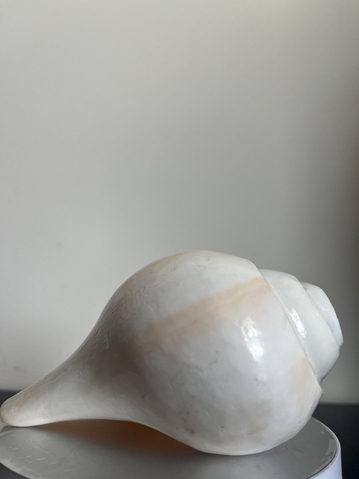 Natural Conch Shell Shankh | Vishnu Puja Blowing Shankha Hindu Ritual Sacred Sound Cleansing