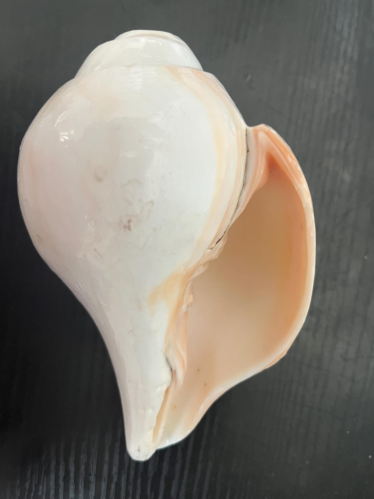 Natural Conch Shell Shankh | Vishnu Puja Blowing Shankha Hindu Ritual Sacred Sound Cleansing