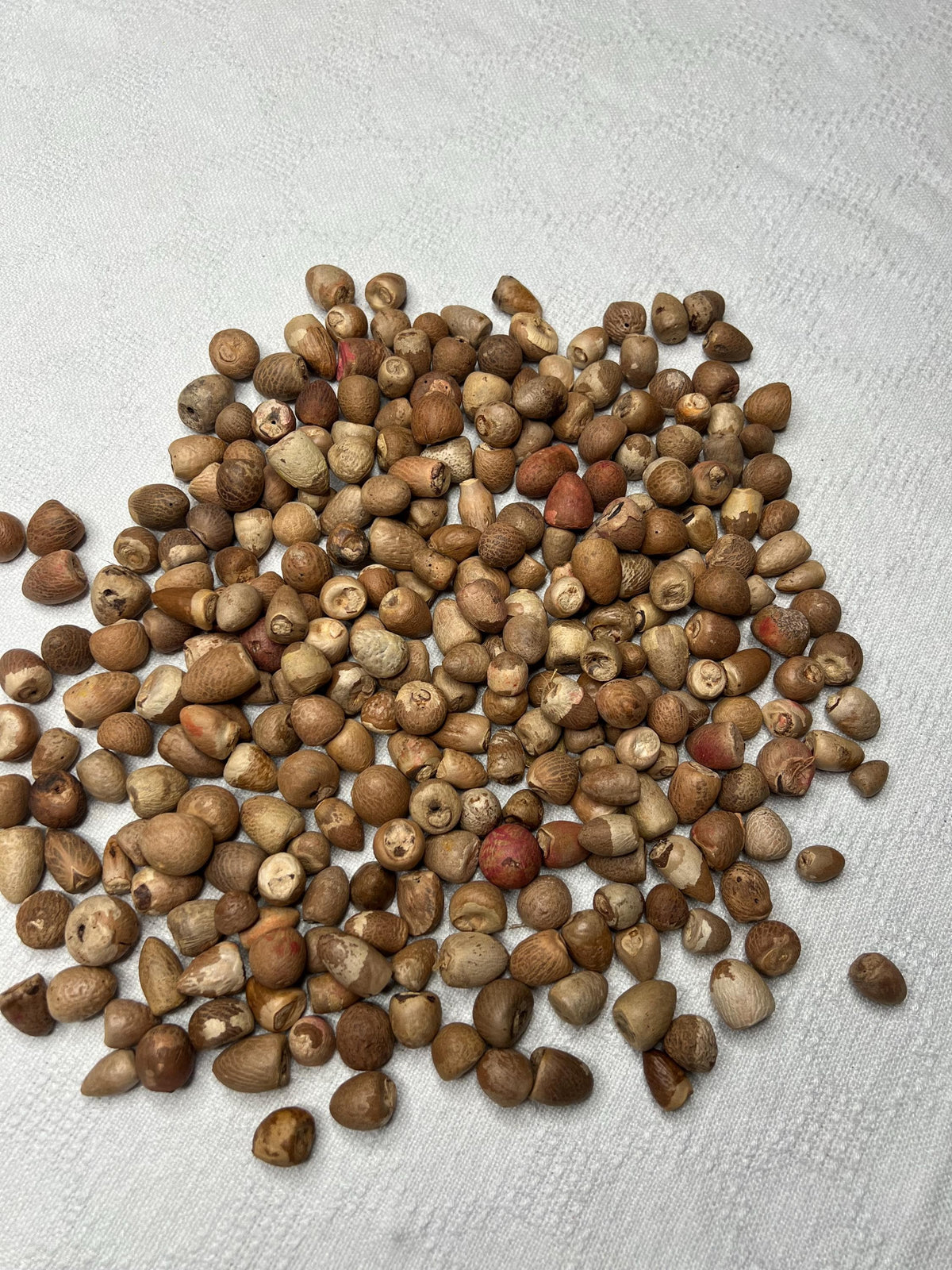 Whole Betel Nut Supari | Sacred Areca Nut for Hindu Pooja Rituals & Religious Ceremonies