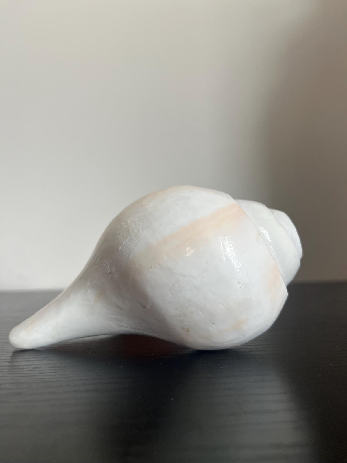 Natural Conch Shell Shankh | Vishnu Puja Blowing Shankha Hindu Ritual Sacred Sound Cleansing