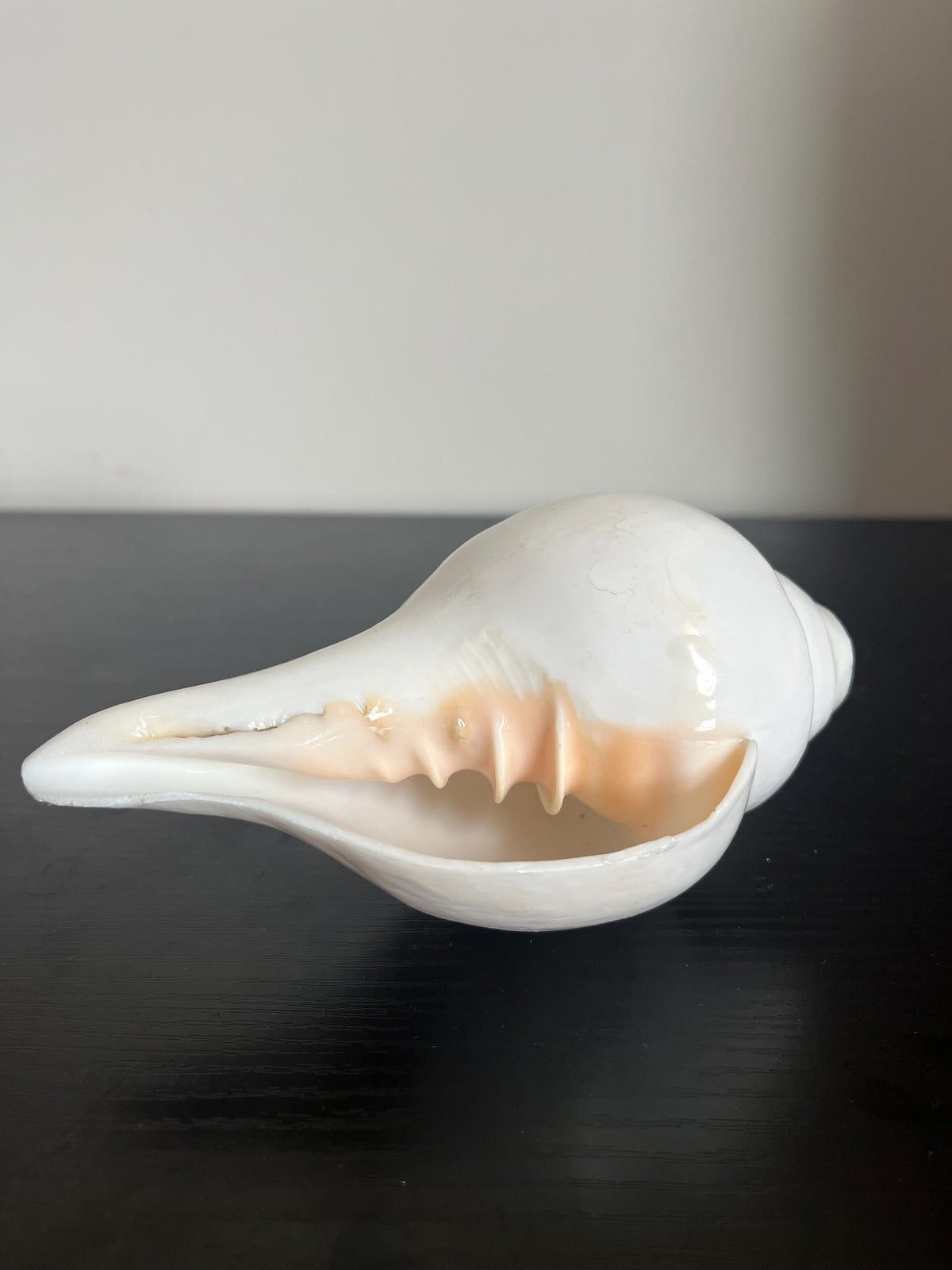 Natural Conch Shell Shankh | Vishnu Puja Blowing Shankha Hindu Ritual Sacred Sound Cleansing