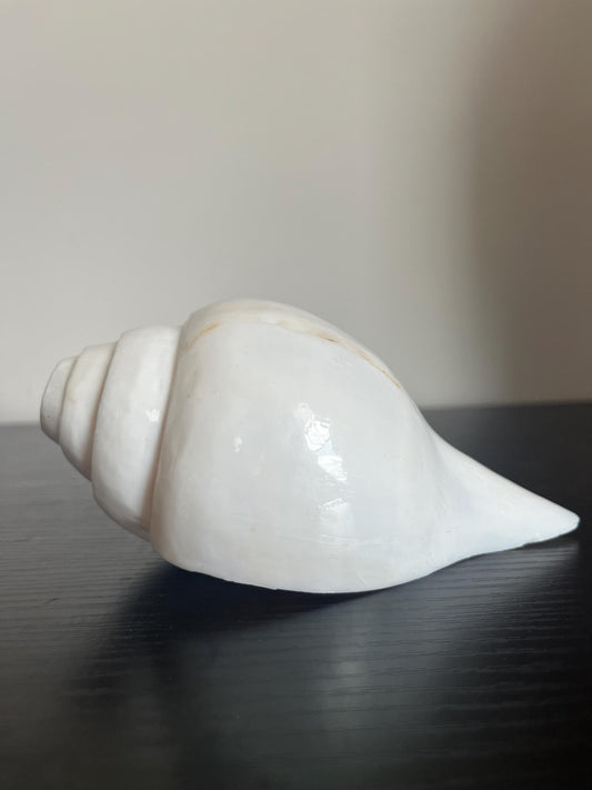 Natural Conch Shell Shankh | Vishnu Puja Blowing Shankha Hindu Ritual Sacred Sound Cleansing