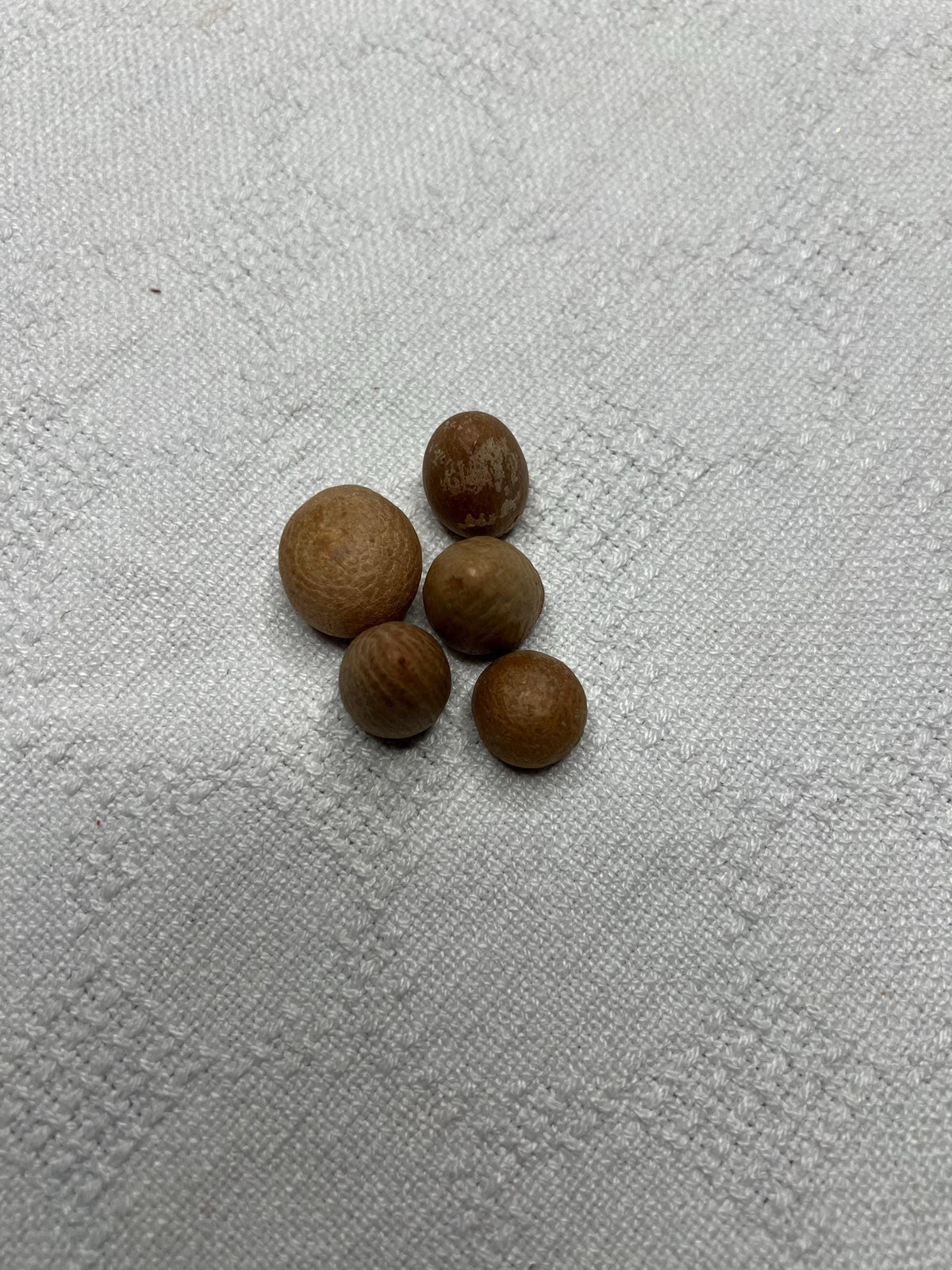 Whole Betel Nut Supari | Sacred Areca Nut for Hindu Pooja Rituals & Religious Ceremonies