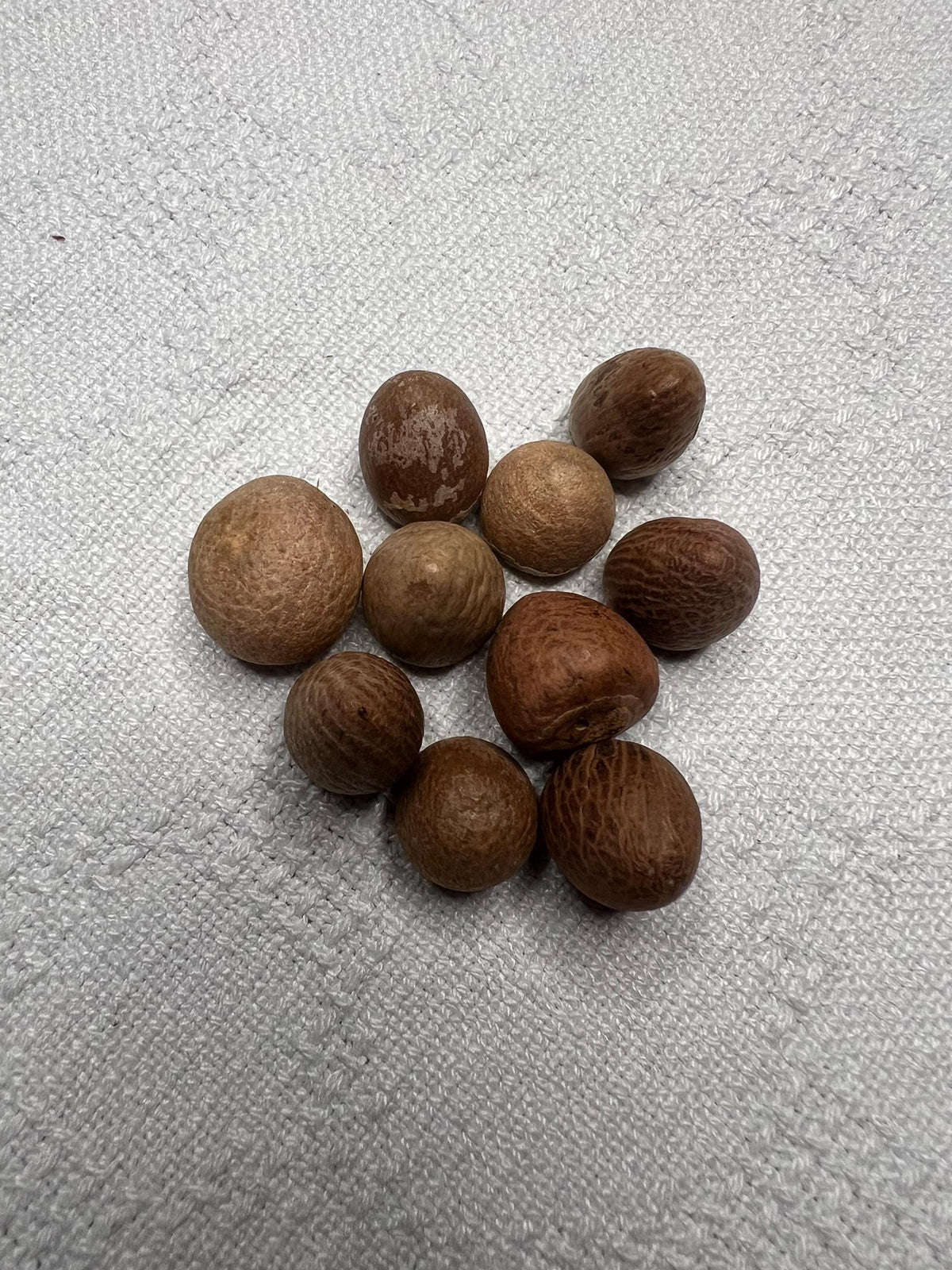 Whole Betel Nut Supari | Sacred Areca Nut for Hindu Pooja Rituals & Religious Ceremonies