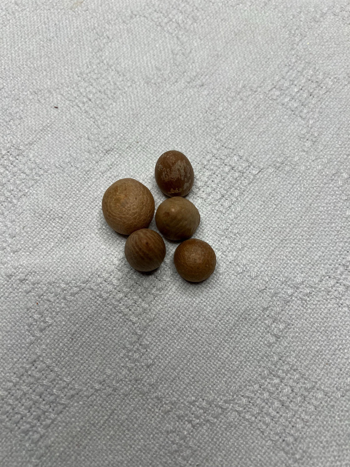 Whole Betel Nut Supari | Sacred Areca Nut for Hindu Pooja Rituals & Religious Ceremonies